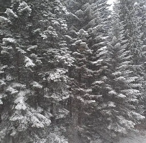 Apartamento Flora 412 Borovets